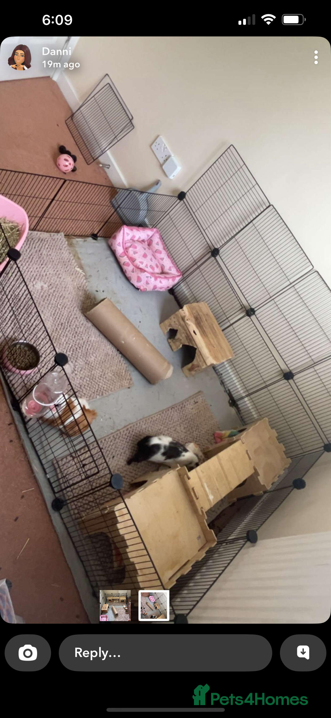 Guinea Pig rodents for sale: Bonded guinea pigs - Image 3
