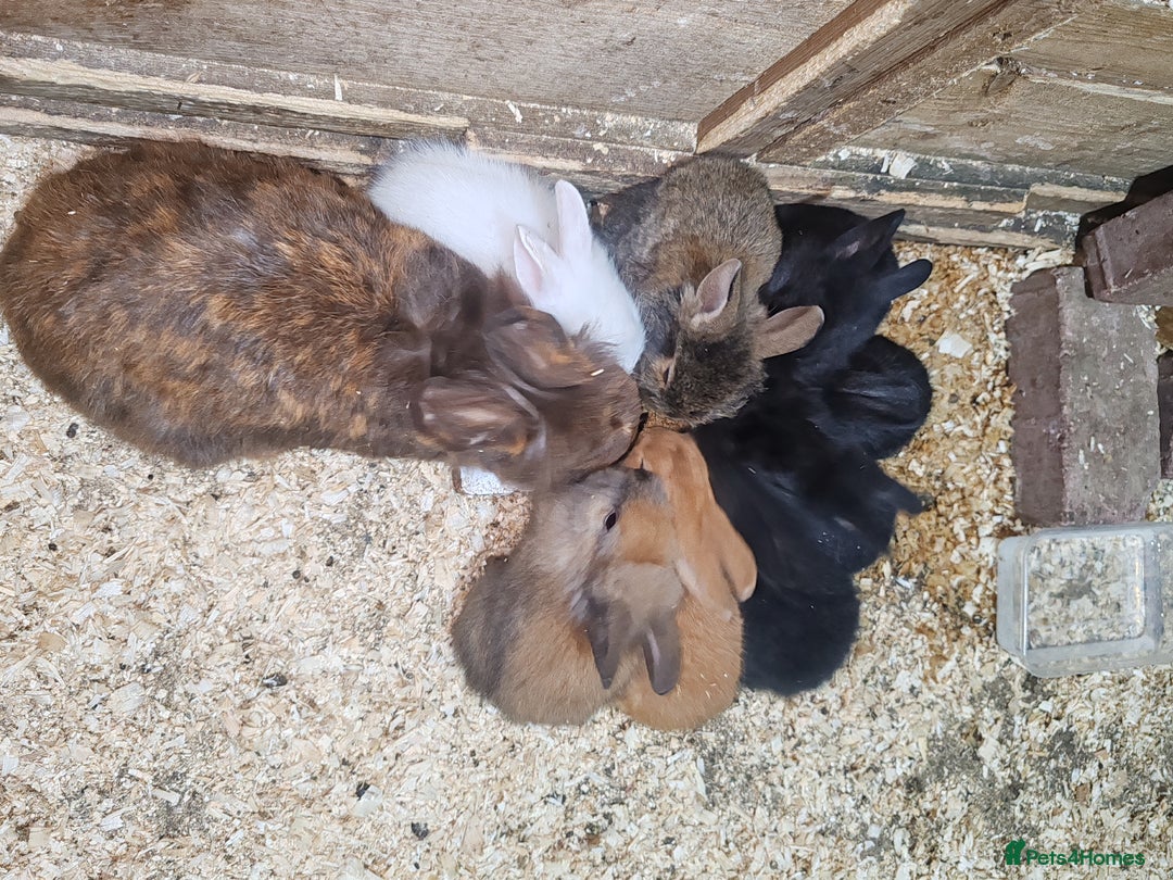 Lionhead rabbits for sale: Lionhead babies bunnies  - Image 3