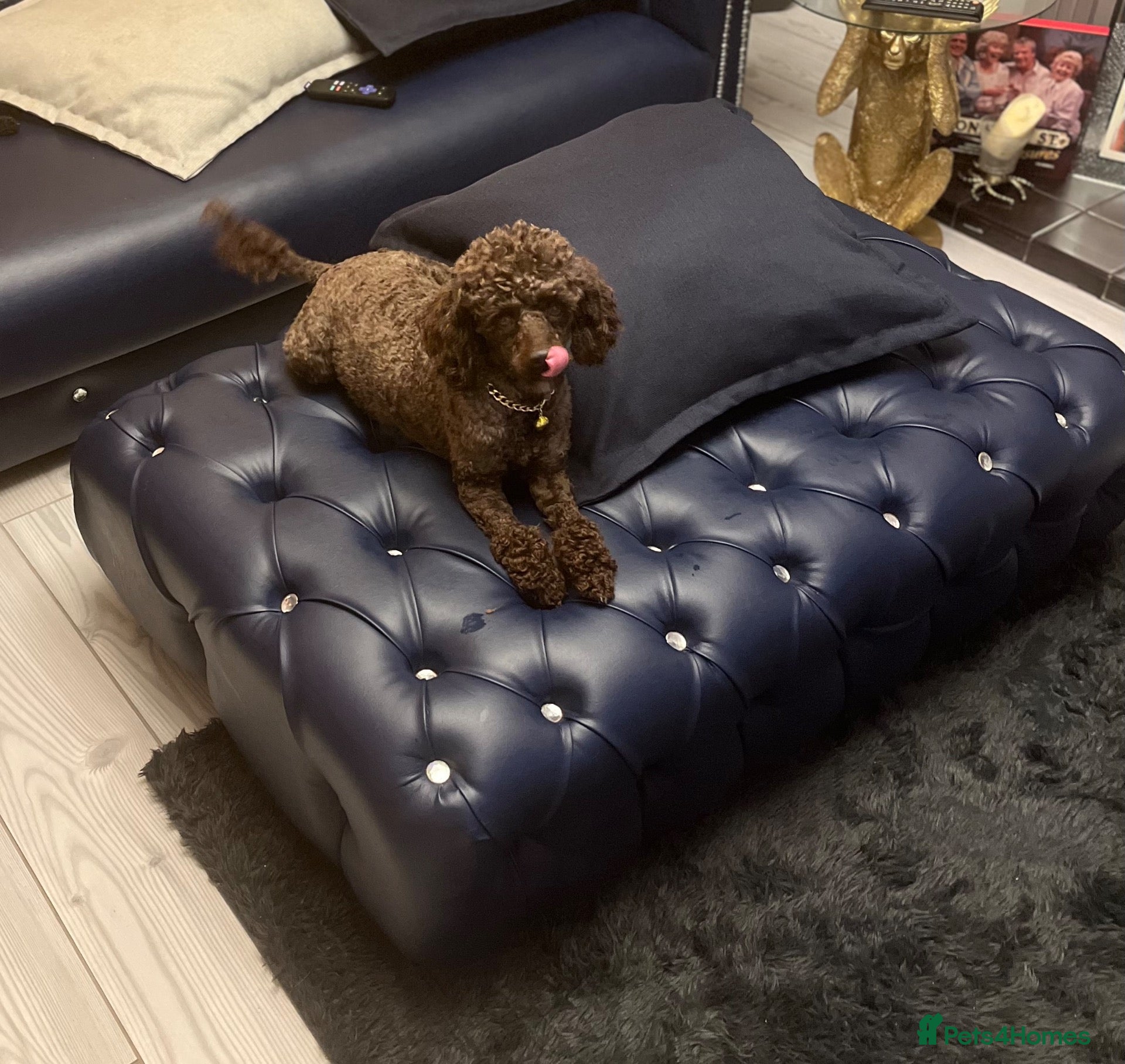 Miniature Poodle dogs WAITING LIST Miniature poodle waiting list - Advert 1