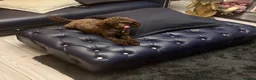 Miniature Poodle dogs for sale: WAITING LIST Miniature poodle waiting list - Advert 5