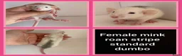 Rat rodents for sale: Adorable baby rats for sale  - Advert 32