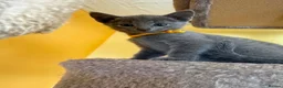 Russian Blue cats for sale: TICA REGISTERED Pure Breed Russian Blue Kittens - Advert 8