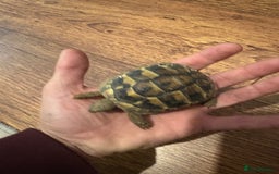 Hermann Tortoise reptiles for sale: 9 month old Herman’s Tortoise  - Image 4