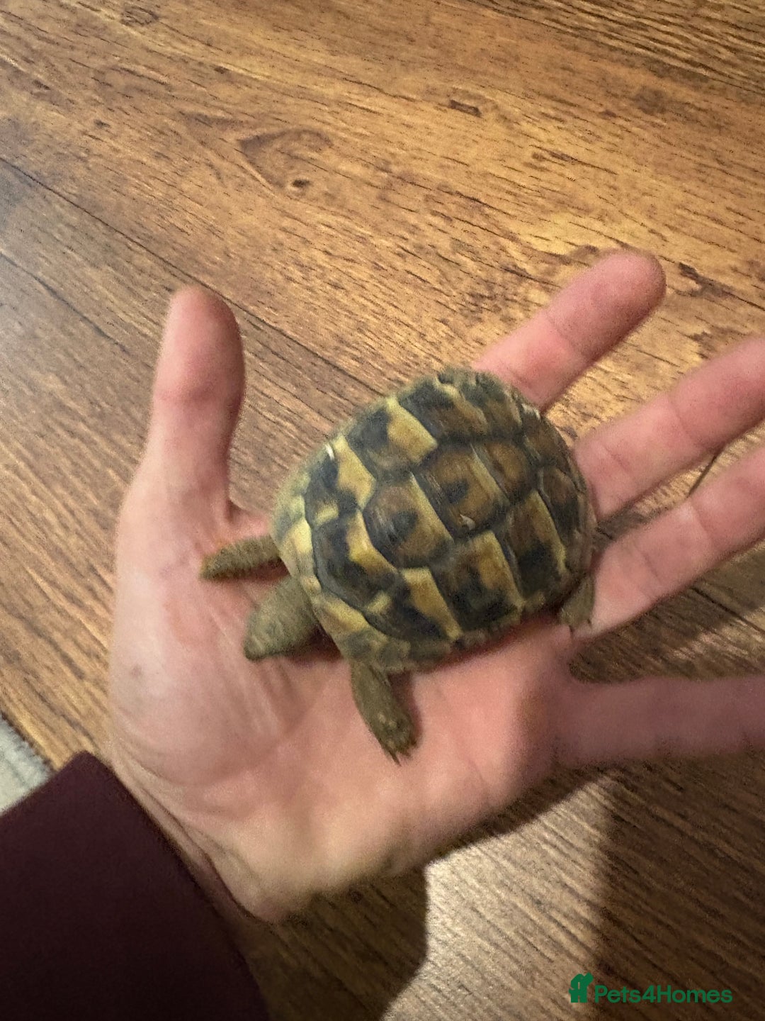 Hermann Tortoise reptiles for sale: 9 month old Herman’s Tortoise  - Image 4