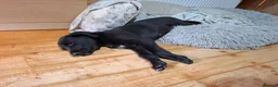 Lurcher dogs for sale: Greyhound x shepherd/collie  in Hungerford - Advert 17