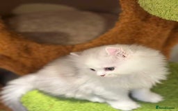 Munchkin cats for sale: Super stunning & rare Minuet - Image 28