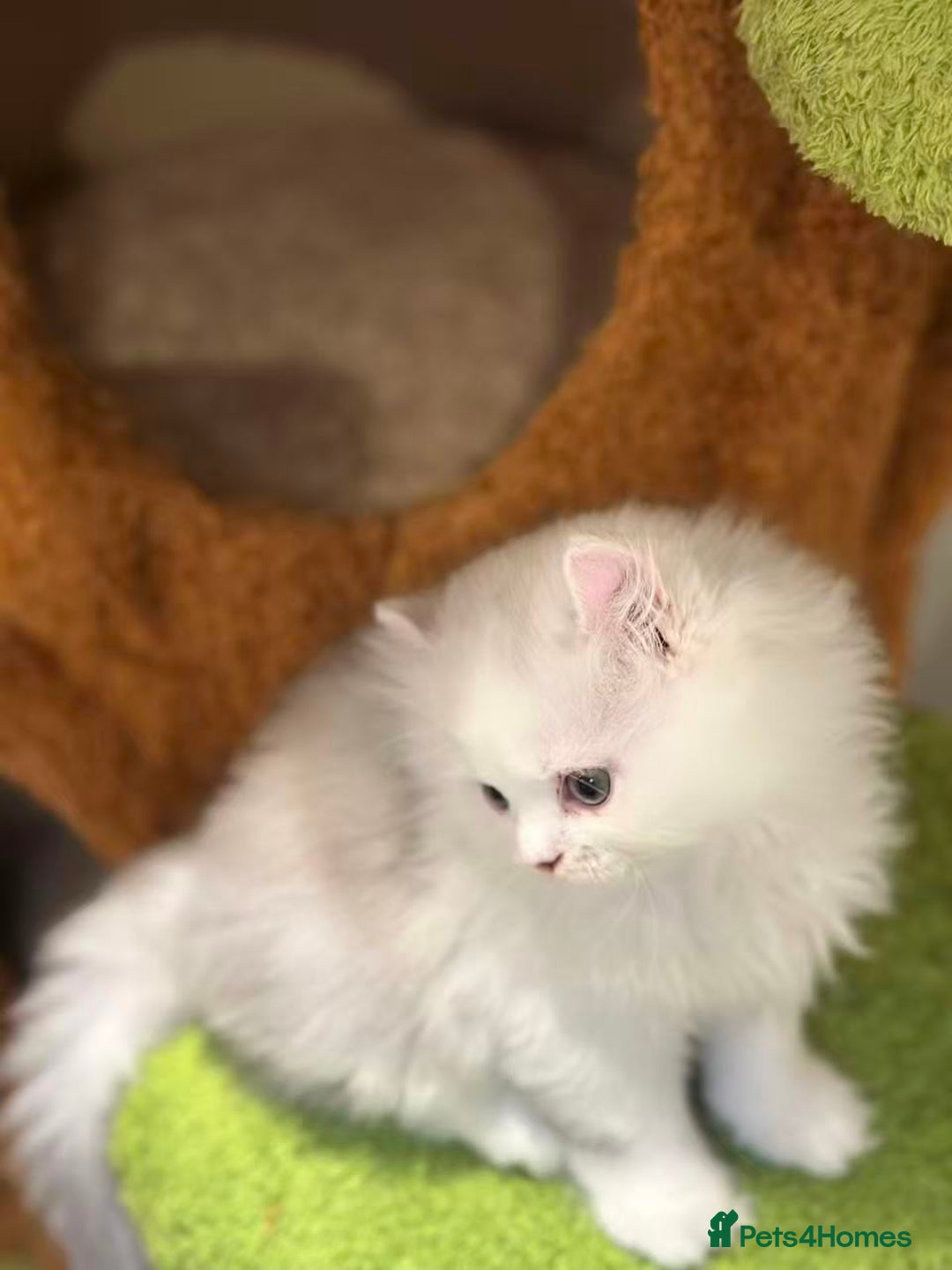 Munchkin cats for sale: Super stunning & rare Minuet - Image 28
