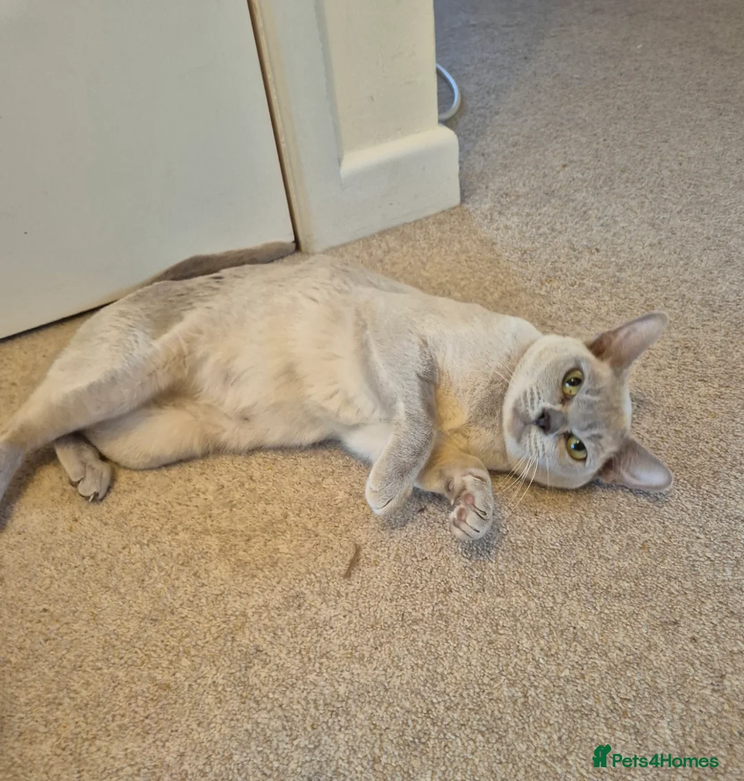 Burmese cats for sale: Beautiful Lilac Female Adult Burmese - Advert 4