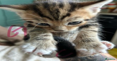 Domestic Shorthair cats - Advert 13