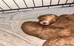Poochon dogs for sale: Beautiful pups looking for their forever home  - Image 8