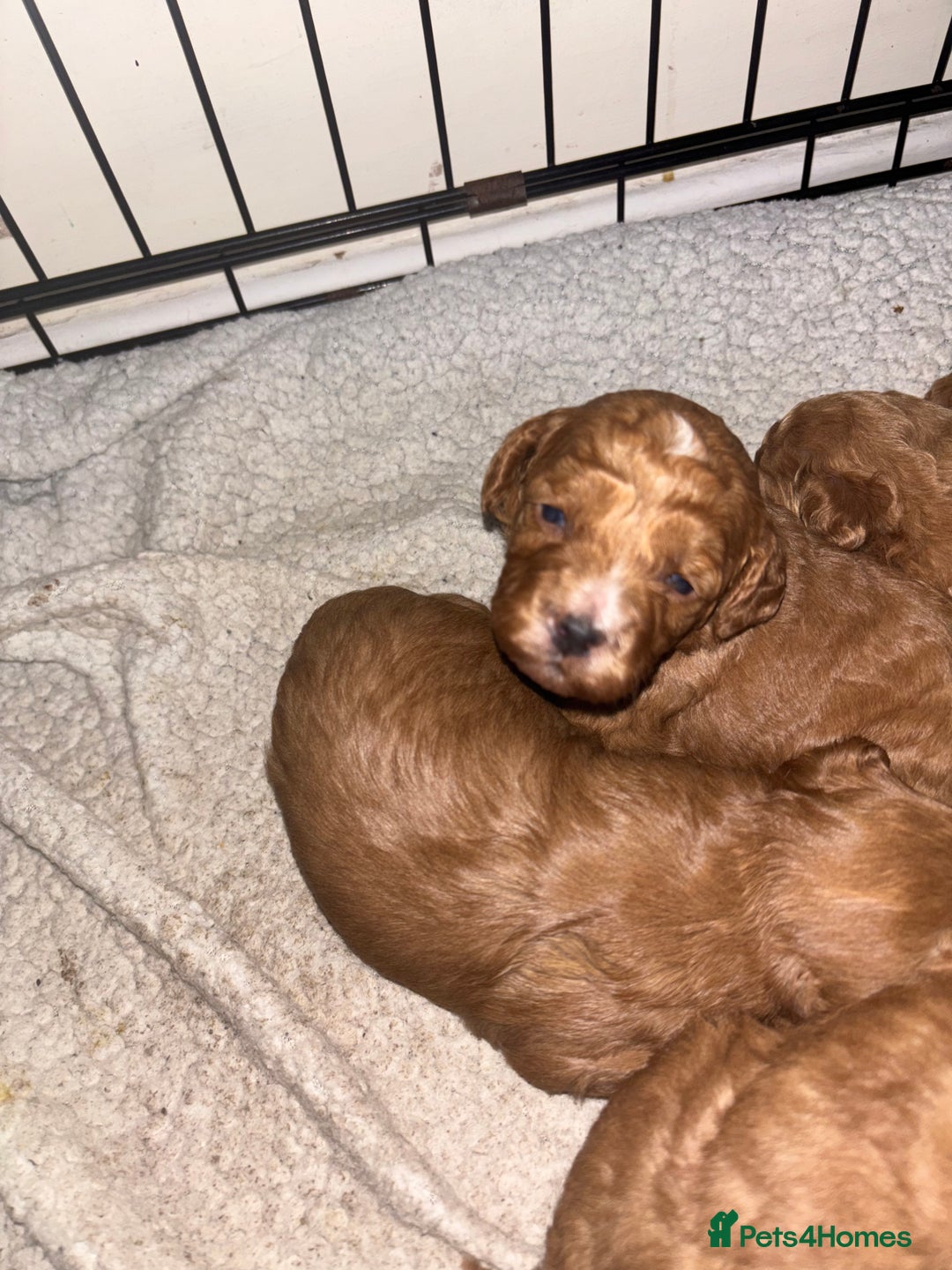 Poochon dogs for sale: Beautiful pups looking for their forever home  - Image 8