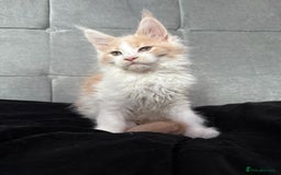Maine Coon cats for sale: TICA registered purebred Maine Coon kittens - Image 1