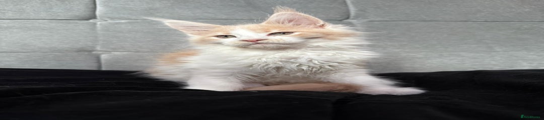 Maine Coon Kitten 3