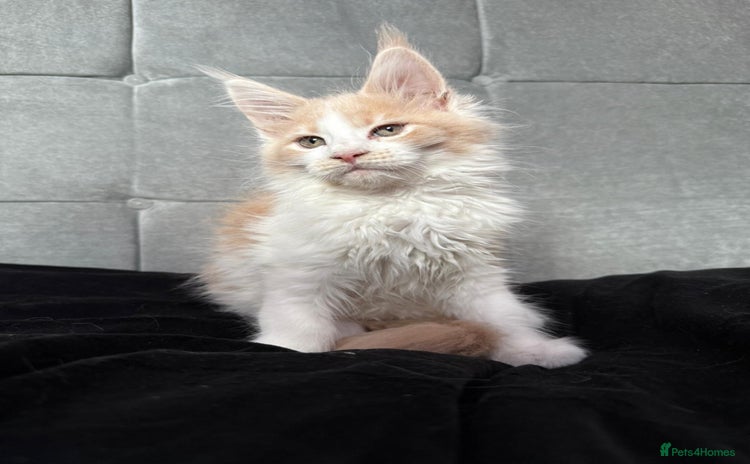 Maine Coon cats - Advert 2