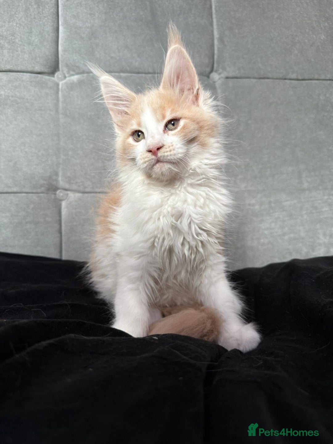 Maine Coon cats for sale: TICA registered purebred Maine Coon kittens - Image 1