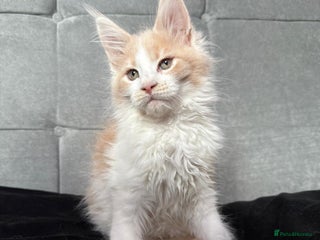 Maine Coon cats - Advert 16