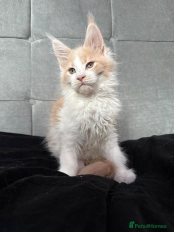 Maine Coon cats - Advert 6