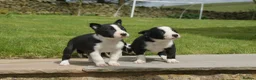 Border Collie dogs for sale: Three beautiful boy Border collies  - Advert 5