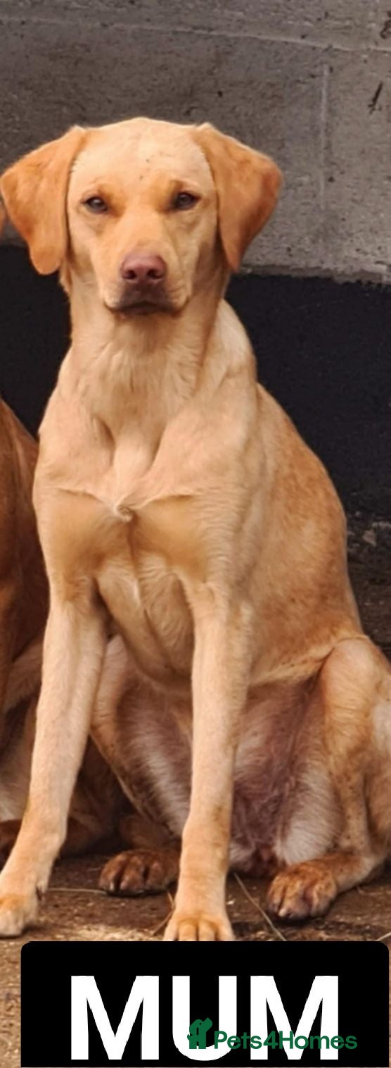 Labrador Retriever dogs One black lab boy  - Advert 1