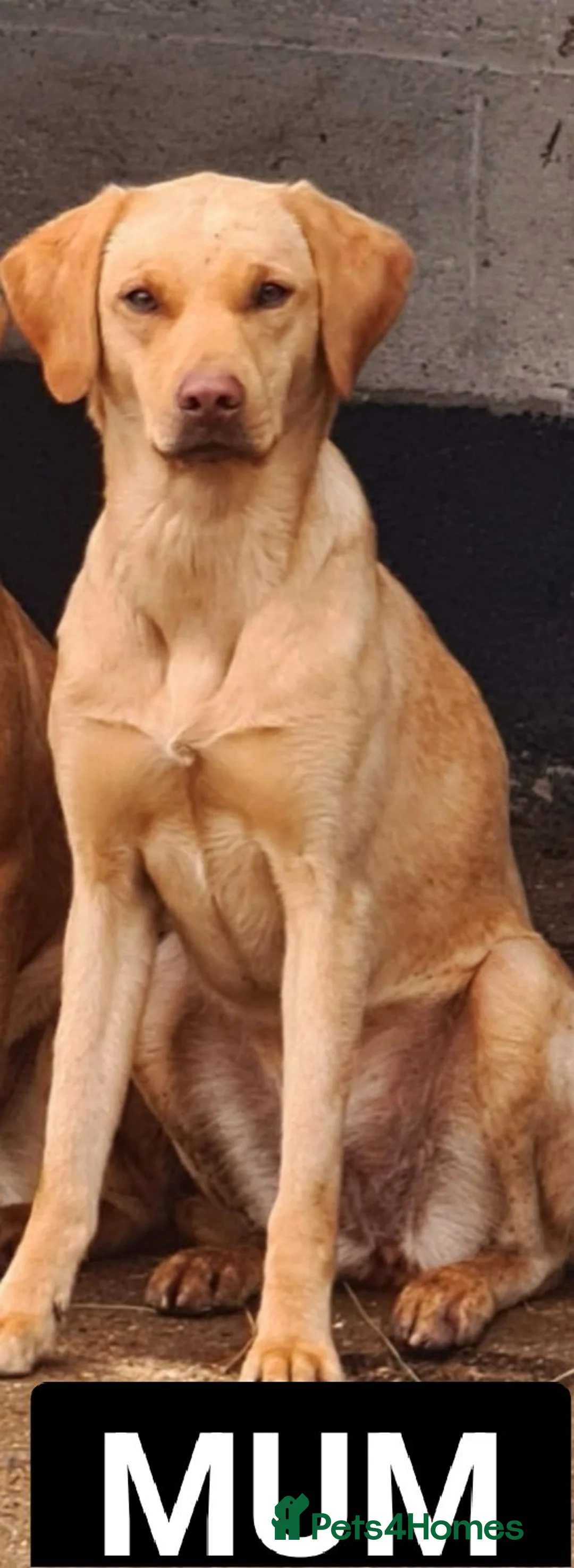 Labrador Retriever dogs for sale: One black lab boy  in Melton Mowbray - Advert 1