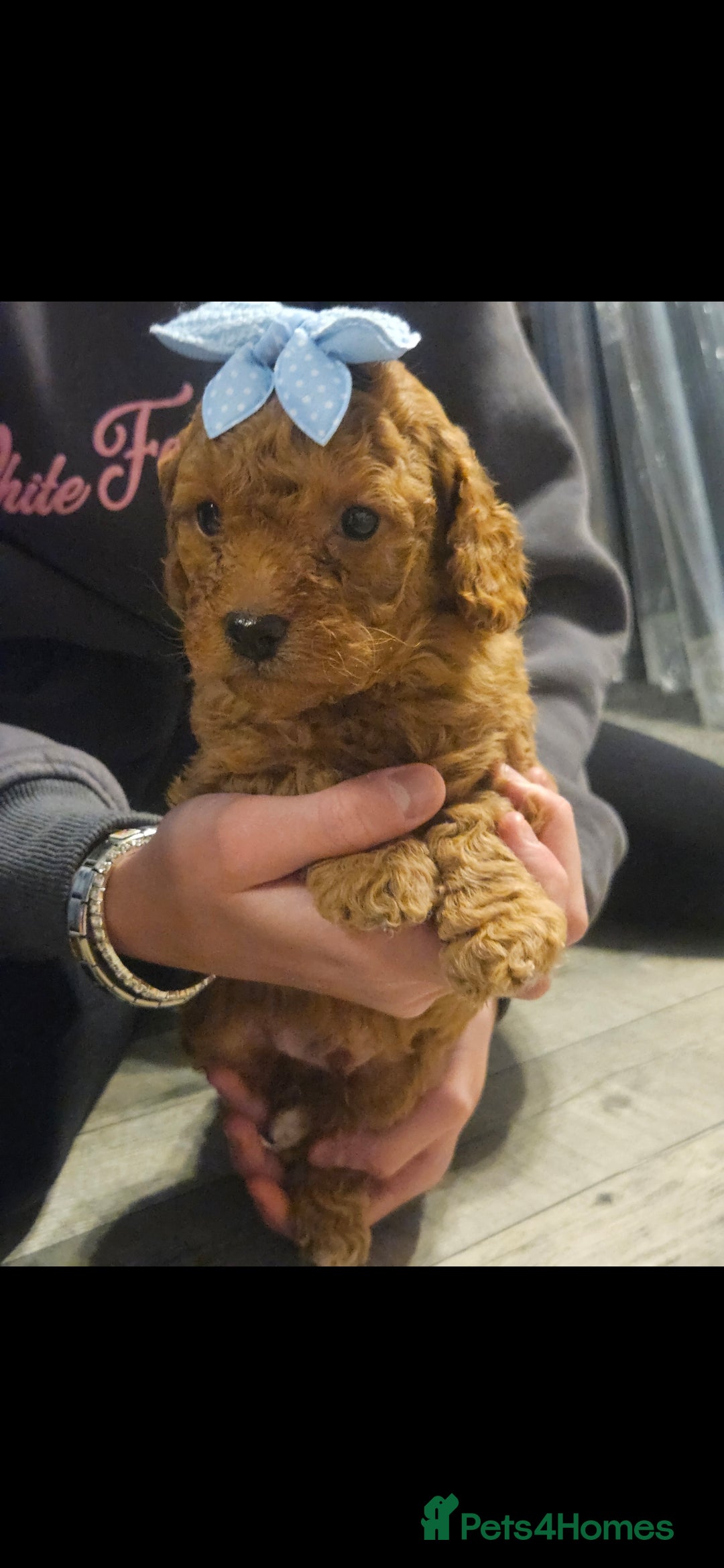 Cavapoo dogs for sale: 4 cavapoo pups  - Advert 3