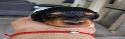 Miniature Dachshund dogs for sale: 🌟 Miniature LH Dachshund Puppies 🌟  - Advert 22