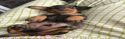 Dachshund dogs for sale: ✨2 boys. Health tested KC standard dachshunds✨  - Advert 32