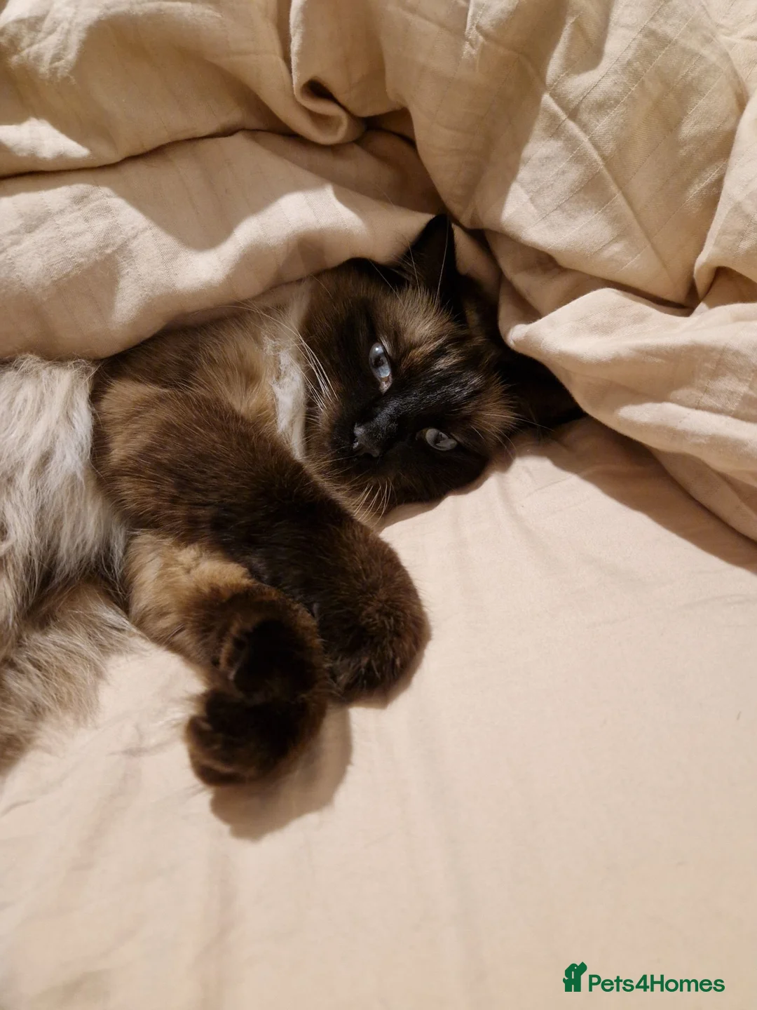 Ragdoll cats for sale: Male Ragdoll - Blu - Advert 2