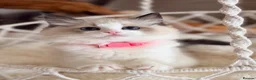Ragdoll cats for sale: Show quality Ragdoll kittens from champion lines - Advert 33
