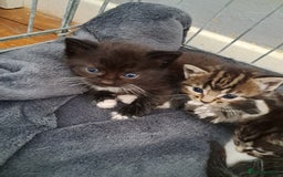Mixed Breed cats for sale: 3 beautiful black and white kittens  - Image 5
