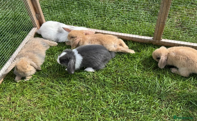 Dwarf Lop rabbits - Advert 1