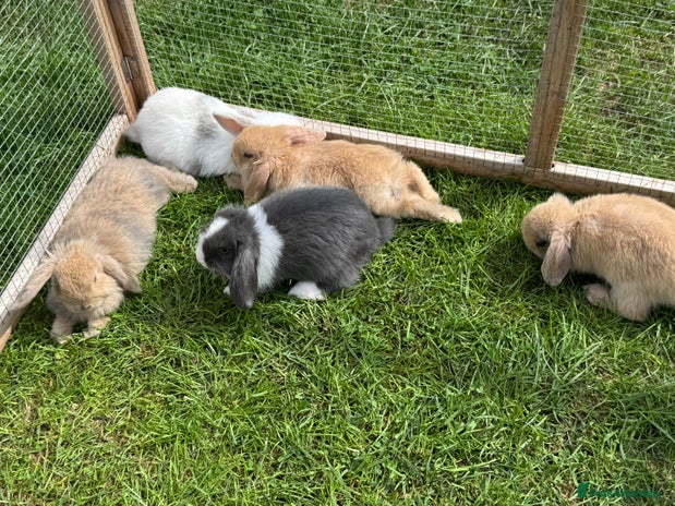 Dwarf Lop rabbits - Advert 8