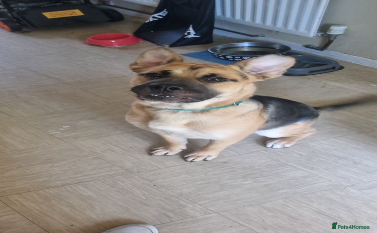 Mixed Breed dogs - Advert 1