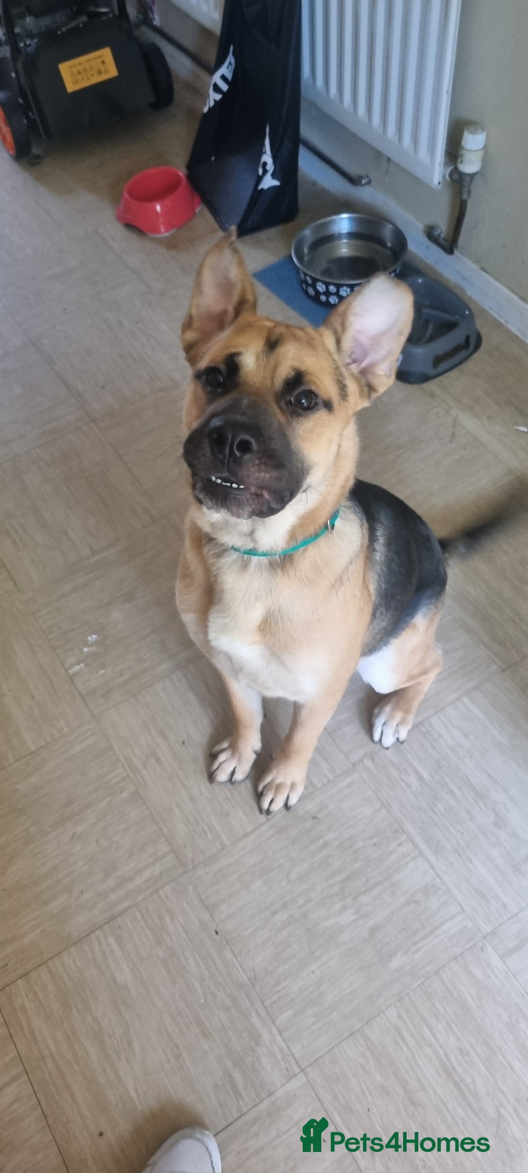 Mixed Breed dogs for sale: German Shepherd Cross staffy - Image 1