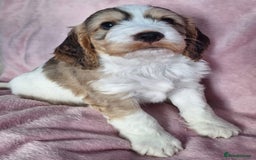 Cockapoo dogs for sale: Gorgeous F1b Cockapoo Puppies  Ready at 8 Weeks 🐾 - Image 2