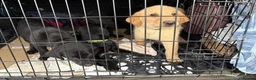 Labrador Retriever dogs for sale: Mixed litter black and blonde Labrador puppies  - Advert 4