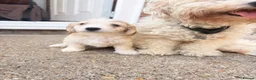 Cockapoo dogs for sale: Beautiful Cockapoo puppies available  - Advert 5