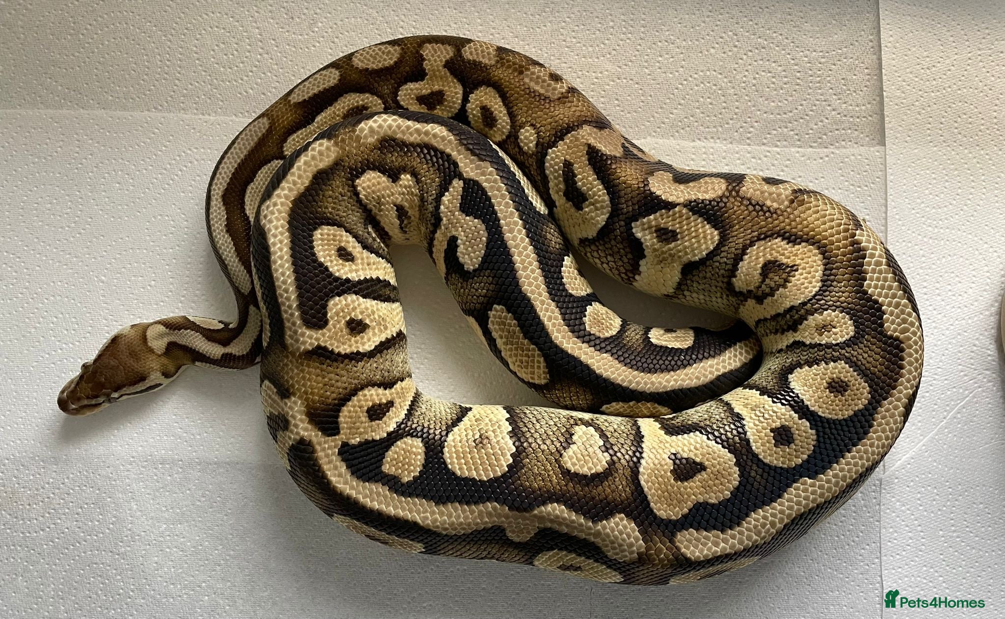 Python Snake reptiles Royal pythons for sale - Bristol - Advert 4
