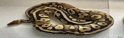 Python Snake reptiles for sale: Royal pythons for sale - Bristol - Advert 1