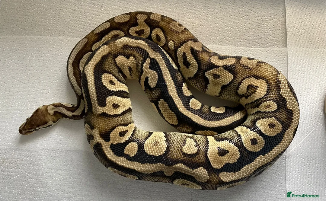 Python Snake reptiles for sale: Royal pythons for sale - Bristol - Advert 1