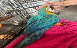 Macaws birds for sale: Hand reared blue & gold Macaw Chick - Image 25