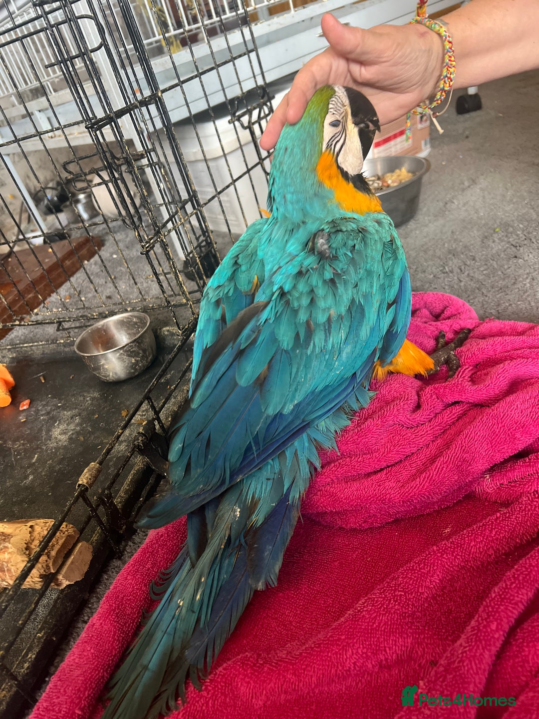 Macaws birds for sale: Hand reared blue & gold Macaw Chick - Image 25