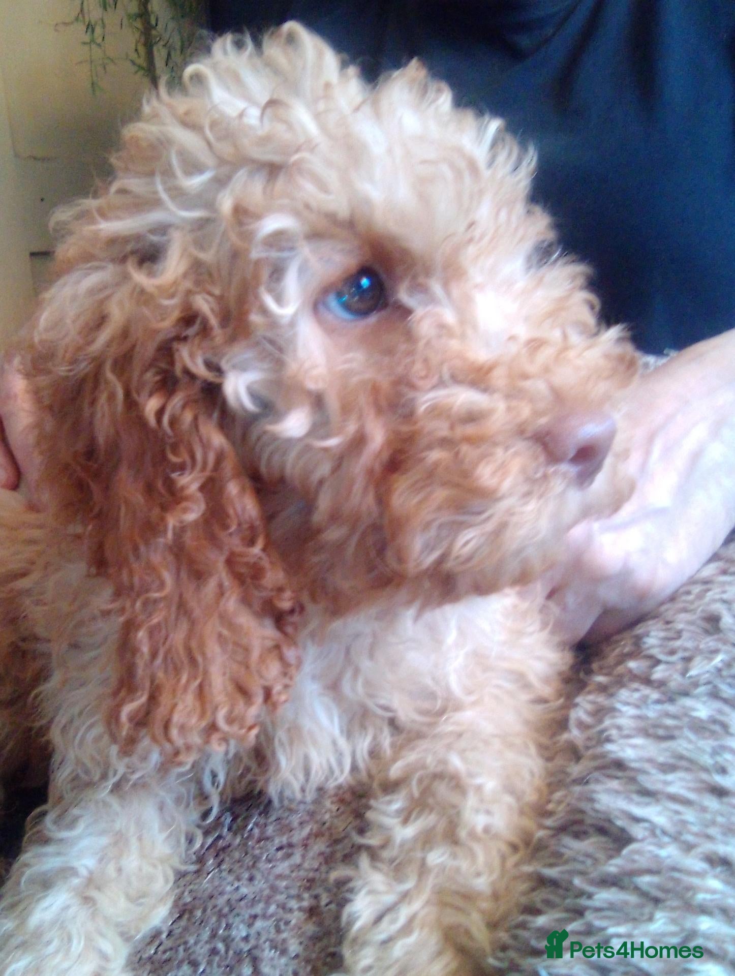 Cockapoo dogs Gorgeous Cockapoos  - Advert 1
