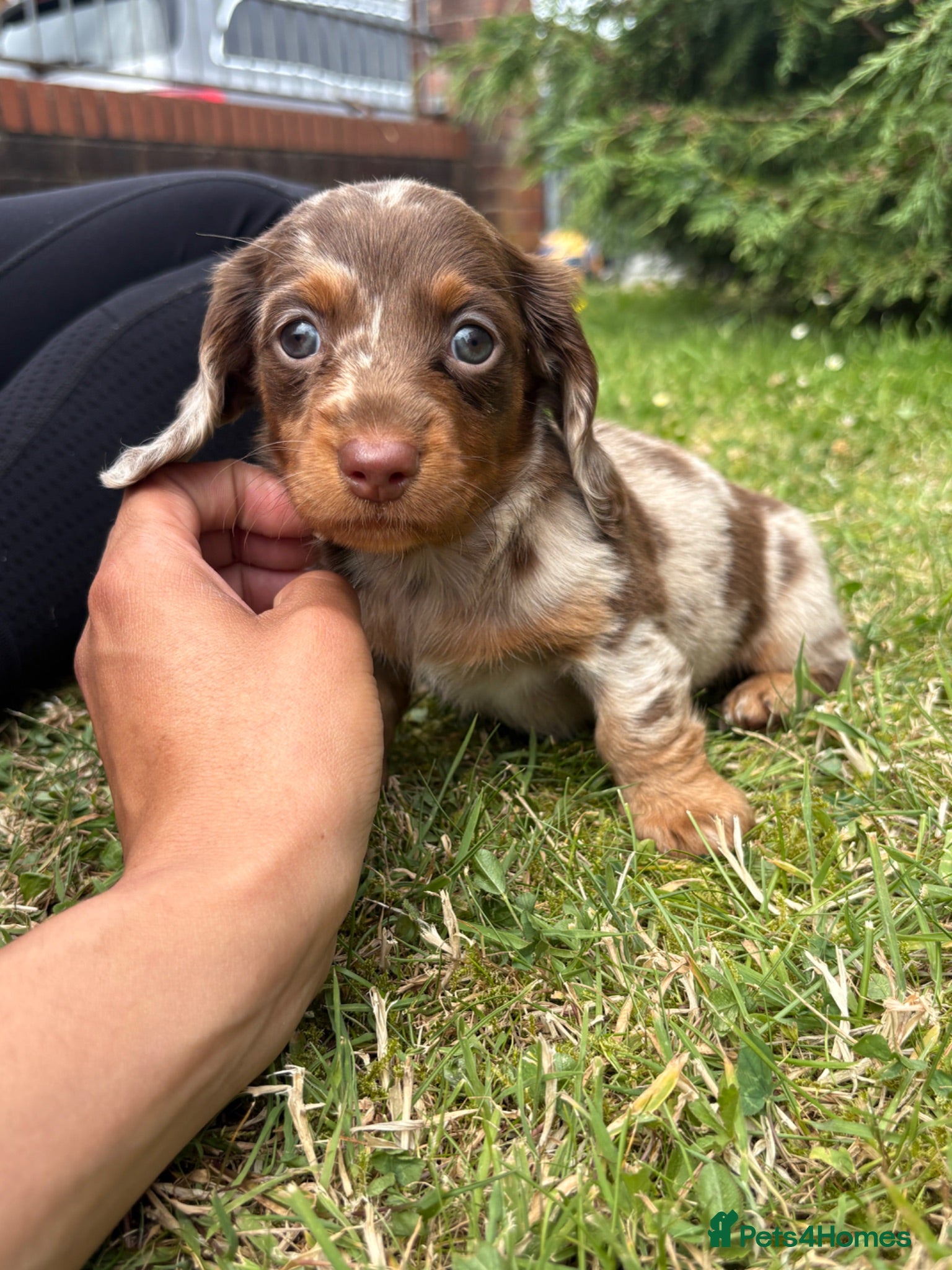 Miniature Dachshund dogs Short haired dachshunds  - Advert 1