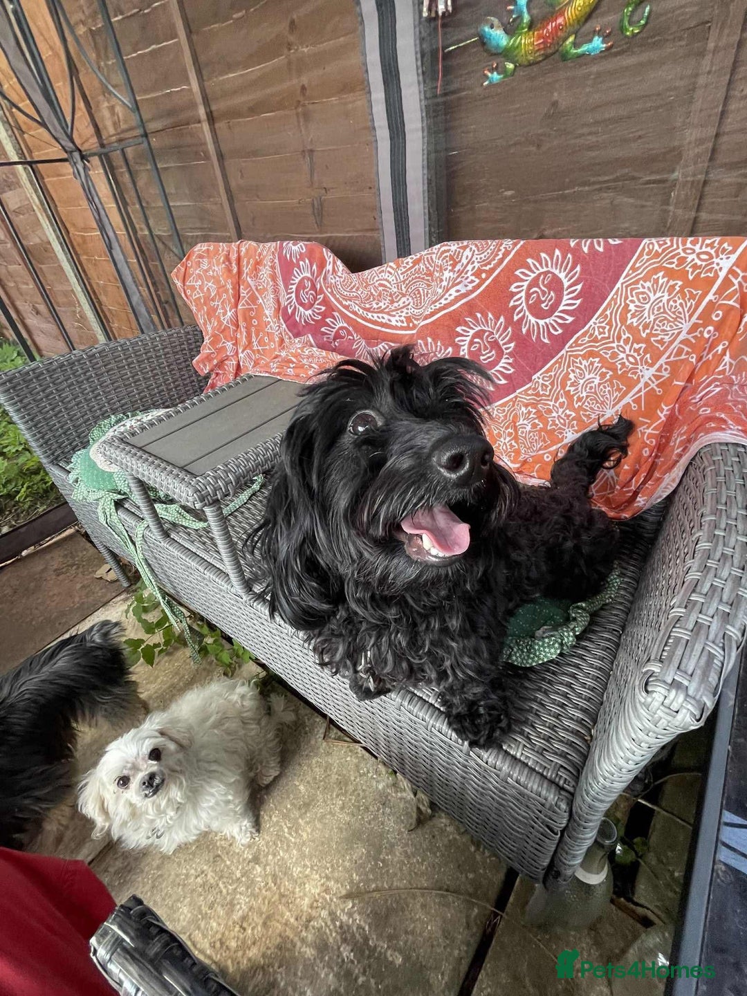 Mixed Breed dogs for adoption: Percy - Hingham Norfolk  - Image 6