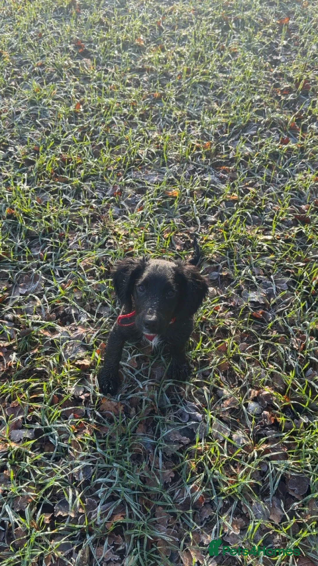 Cockapoo dogs for sale: Female cockapoo in Salisbury - Advert 2
