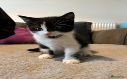 Mixed Breed cats for sale: Cute kittens for sale - Image 2