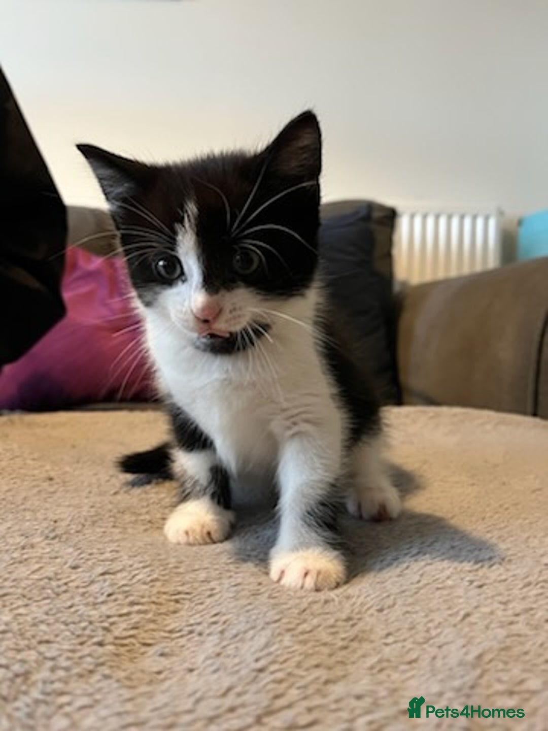 Mixed Breed cats for sale: Cute kittens for sale - Image 2