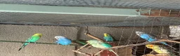 Cockatiels birds for sale: Cockateils  in Leicester - Advert 16