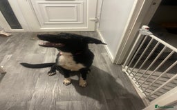 Mixed Breed dogs for sale: Rehoming  - Image 8